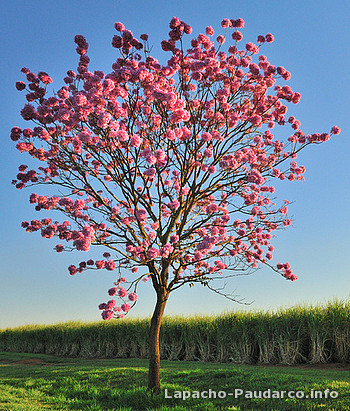 Drzewa lapacho (Tabebuia rosea)